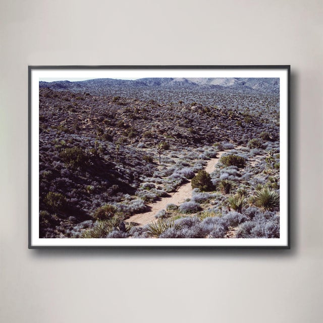 Mark Frohman Joshua Tree Photograph No. 11 For Sale - Image 4 of 5