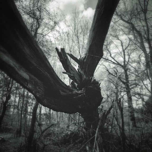 Not Yet Made - Made To Order Paul Cooklin, Fallen Tree, Edition of 50 For Sale - Image 5 of 5