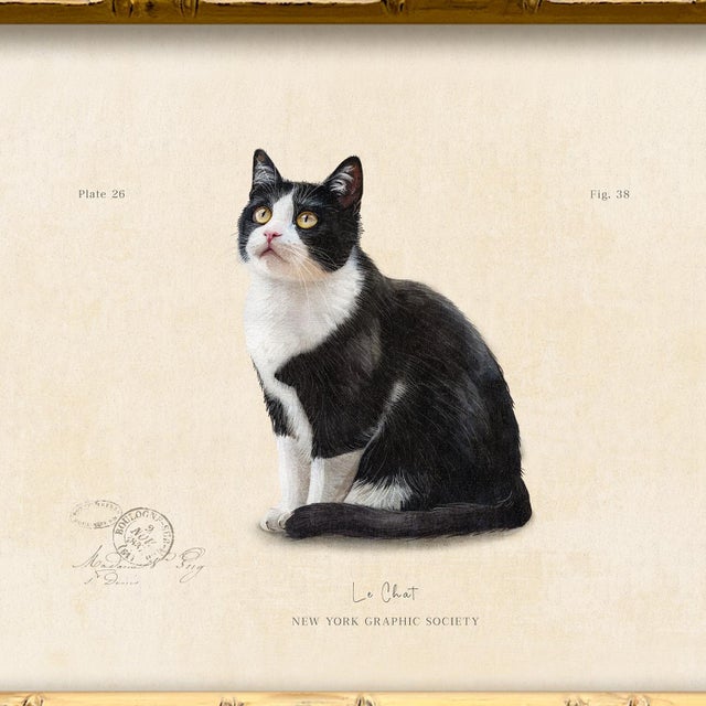 Illustration Reproduction Art Print of Vintage “Le Chat" Illustration (Cat 4), Framed For Sale - Image 3 of 4