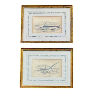 Antique 1830s Shark and Swordfish Hand Colored Lithographs Prints Framed - a Pair For Sale