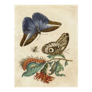 Merian Butterfly 3, Unframed Artwork For Sale