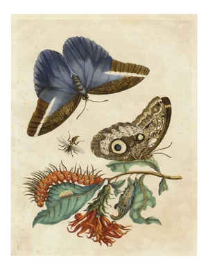 Merian Butterfly 3, Unframed Artwork