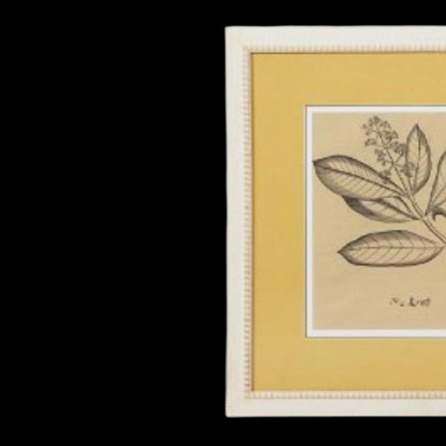 Large Scale British Colonial Style Framed Tropical Fruit / Botanicals -S/9 For Sale - Image 12 of 12