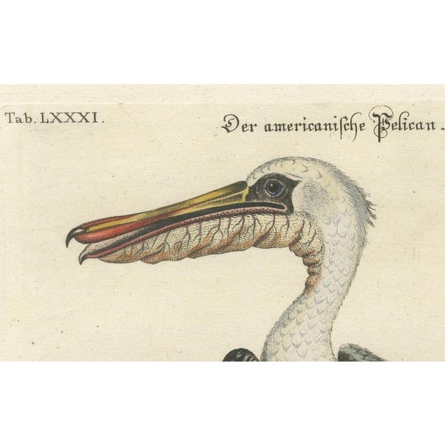 After Edwards, American Pelican, 1770, Print For Sale - Image 4 of 6