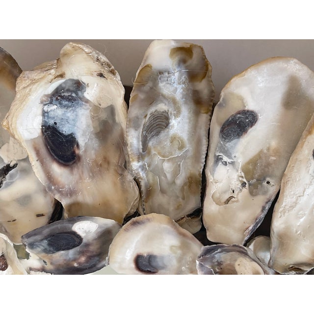 Coastal round mirror encrusted with double row of oyster shells for grotto design.