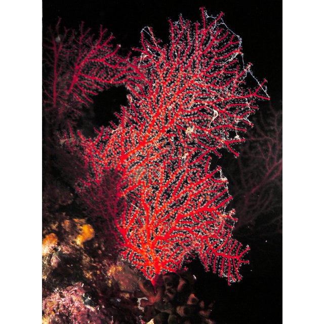 Paper "Coral Gardens" 1978 Riefenstahl, Leni For Sale - Image 7 of 8