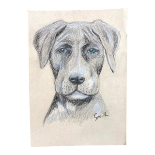 “Blue Eyed Dog” Original Contemporary Charcoal Dog Portrait Drawing by Nancy Smith For Sale