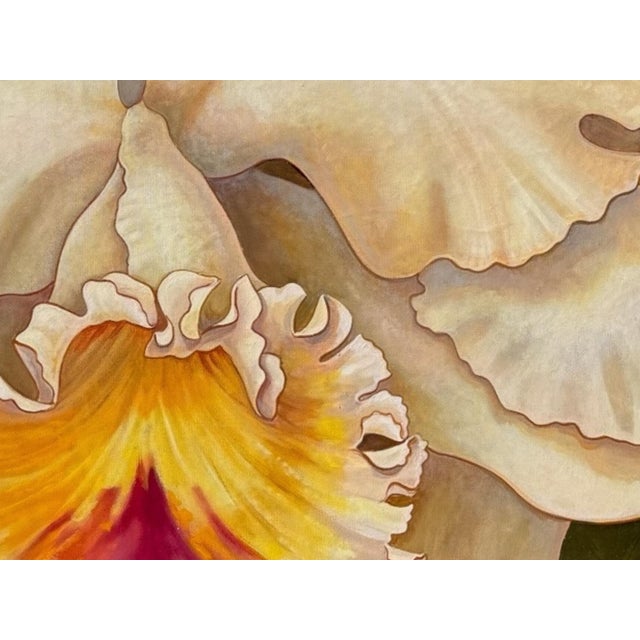 A striking oil on canvas of a Cattleya Mendelii orchid, signed in the lower right. Two flowers in white with pink and...