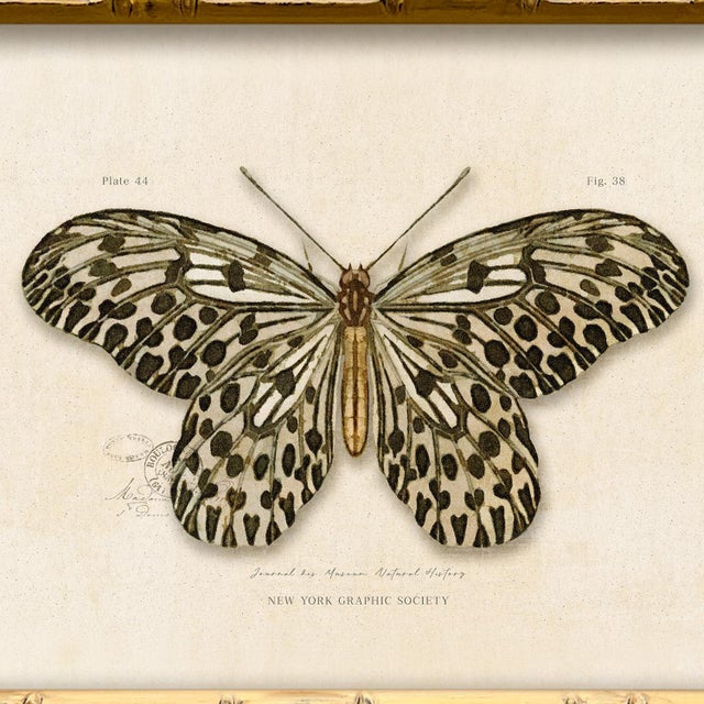 Contemporary Contemporary Reproduction of Vintage "Garden Friends" Art Print, Leopard Framed Butterfly For Sale - Image 3 of 4