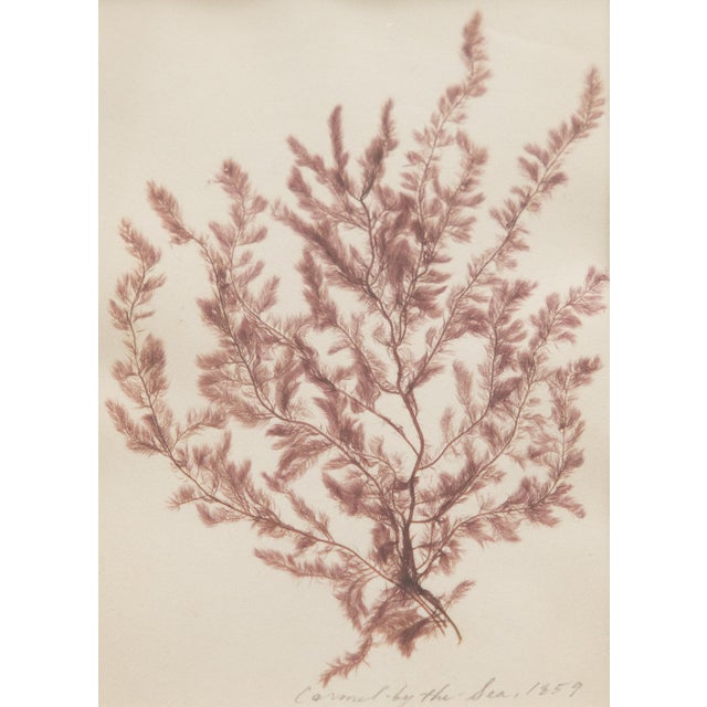 19th Century Rare Antique Pressed Seaweed Botanical Specimens, 1859 - Set of Four For Sale - Image 9 of 14