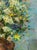 Oil Painting Daisies Kalashnik Nikolai Fedorovich For Sale - Image 4 of 11