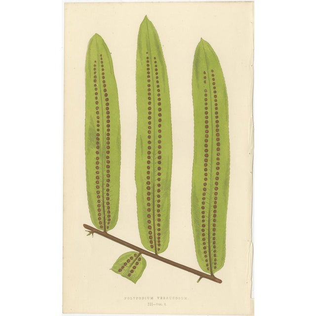 Mid 19th Century E.J. Lowe, Botanical Fern, 1856, Lithograph, Set of 6 For Sale - Image 5 of 9