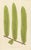 Mid 19th Century E.J. Lowe, Botanical Fern, 1856, Lithograph, Set of 6 For Sale - Image 5 of 9