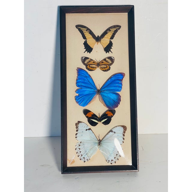 Natures Beauty framed set of 5 butterfly specimens under cover glass.