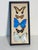 Natures Beauty framed set of 5 butterfly specimens under cover glass.