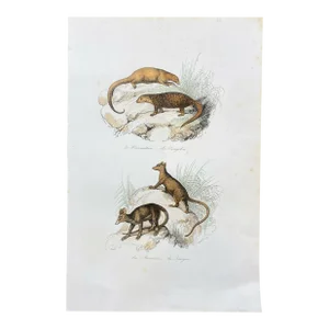 French Antique 18th Century "Le Fourmillier" Animal Engraving Hand Colored Signed Artwork