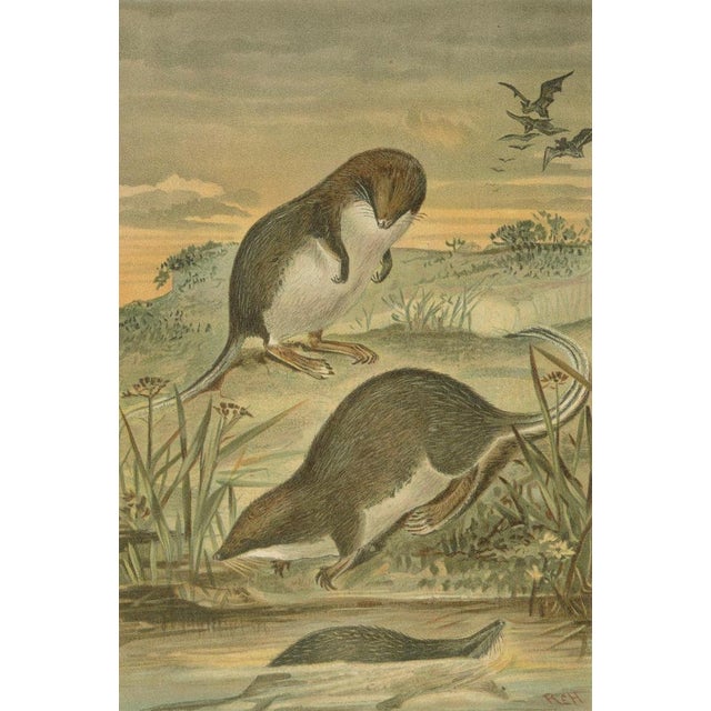 After Wilhelm Kuhnert, Antique Web-Footed Shrews Mammal Print, 1894 For Sale - Image 4 of 9