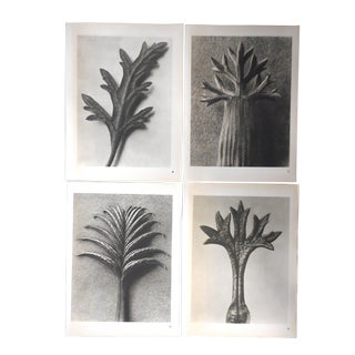 Vintage Botanical Photogravures-Karl Blossfeldt-Set of 4 For Sale