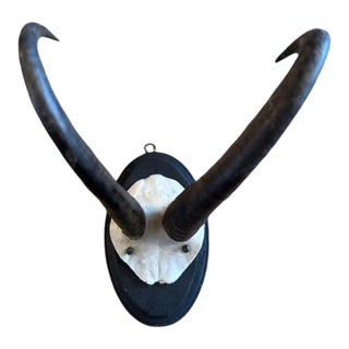 Antique Chamois Goat Trophy Horns Antlers For Sale