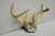 Antique Victorian Taxidermy Whitetail Deer Antler Wall Mount Metal Shield Plaque For Sale - Image 14 of 15