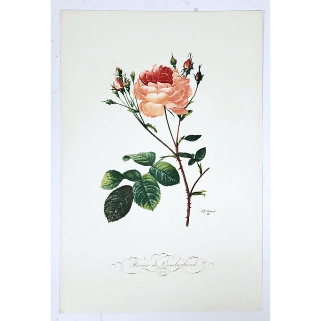Vintage French Portfolio Set of 14 Etching Plates Botanical Floral Engravings - Paris For Sale - Image 4 of 12