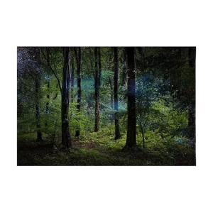 Stars 9, Ellie Davies, Photography, 2014