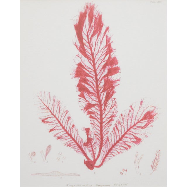 Custom Framed British Seaweed Giclée Prints - Set of Four For Sale - Image 9 of 13
