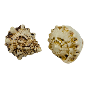Vintage Ceramic Shells, a Pair