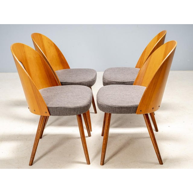 Wood Dining Chairs by Antonín Šuman for Tatra Furniture, Czechoslovakia, 1960s, Set of 4 For Sale - Image 7 of 11