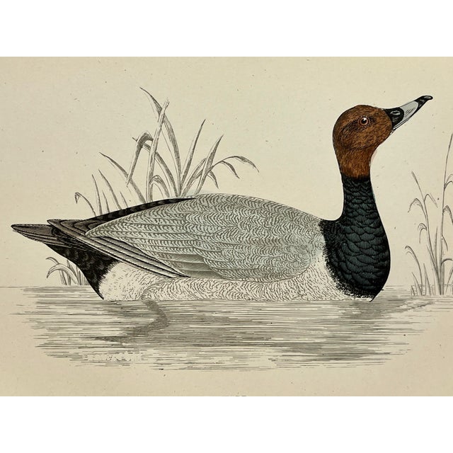 Antique Hand Tinted Bird Print From England Featuring a Black & Brown Pochard - Circa 1886 For Sale - Image 10 of 11