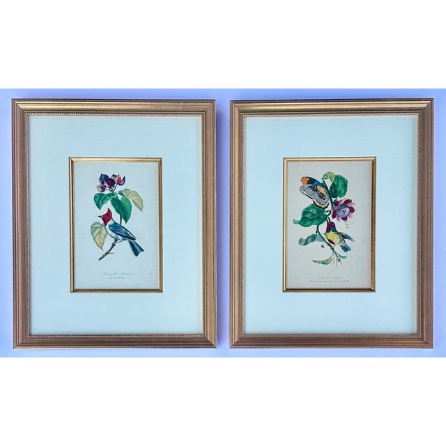 Wood Flora Red-Crested Cardinal & Barbet Bird Butterfly , Original Prints by Descourtilz, 1834 (Pair) For Sale - Image 7 of 7