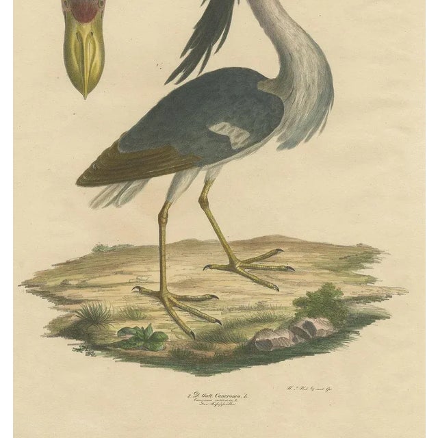 Goldfuss, Boat-Billed Heron, 1824, Paper For Sale - Image 4 of 5