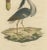 Goldfuss, Boat-Billed Heron, 1824, Paper For Sale - Image 4 of 5