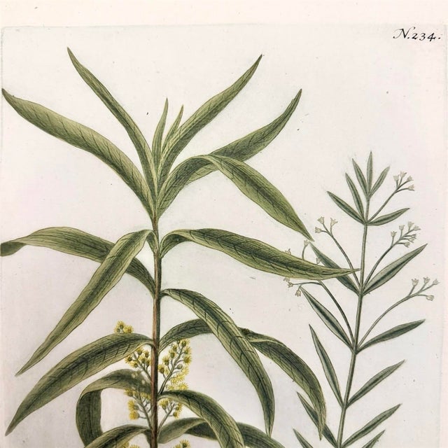 Set of 2 18th C. Antique Botanical Prints | Hand-Colored Mezzotints | Indigo & Water Speedwell by Johann Wilhelm Weinmann For Sale In Columbus - Image 6 of 9
