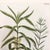 Set of 2 18th C. Antique Botanical Prints | Hand-Colored Mezzotints | Indigo & Water Speedwell by Johann Wilhelm Weinmann For Sale In Columbus - Image 6 of 9