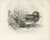 Lilian Medland, Gadwall Duck Among Reeds, 1909, Print For Sale - Image 3 of 9