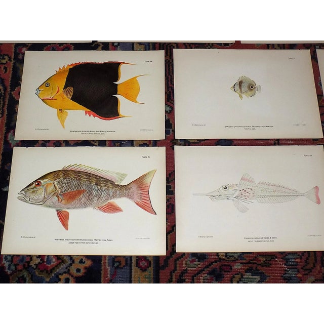 1900 - 1909 Authentic Antique 19th Century Tropical Fish Chromolithographs - Set of 10 For Sale - Image 5 of 7