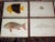 1900 - 1909 Authentic Antique 19th Century Tropical Fish Chromolithographs - Set of 10 For Sale - Image 5 of 7