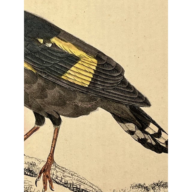 Cream Antique Hand Colored Bird Print From England Showcasing a Pair of Horsfield’s Eurylaimes - Circa 1870 For Sale - Image 8 of 12