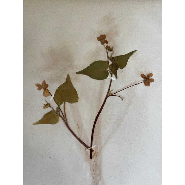 19th Century Swedish Herbarium, Violet - Woodland Collection For Sale - Image 4 of 7