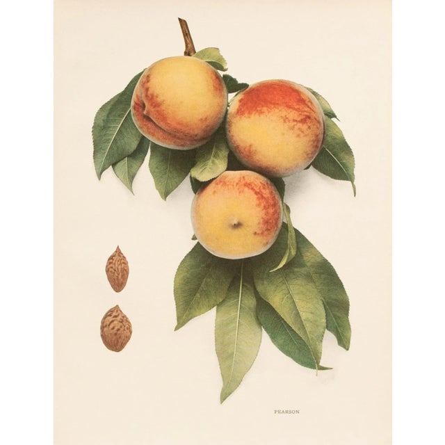 A magnificent original antique photogravure (print) of Pearson Peaches by Ulysses Prentiss Hedrick (1870-1951). Superb...