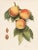 A magnificent original antique photogravure (print) of Pearson Peaches by Ulysses Prentiss Hedrick (1870-1951). Superb...