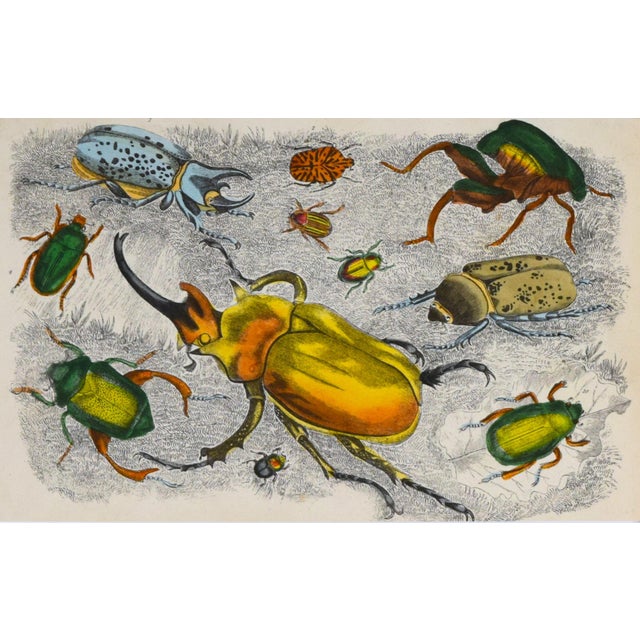 19th Century Antique English Hand Colored Entomological Engraving of Beetles For Sale - Image 4 of 5