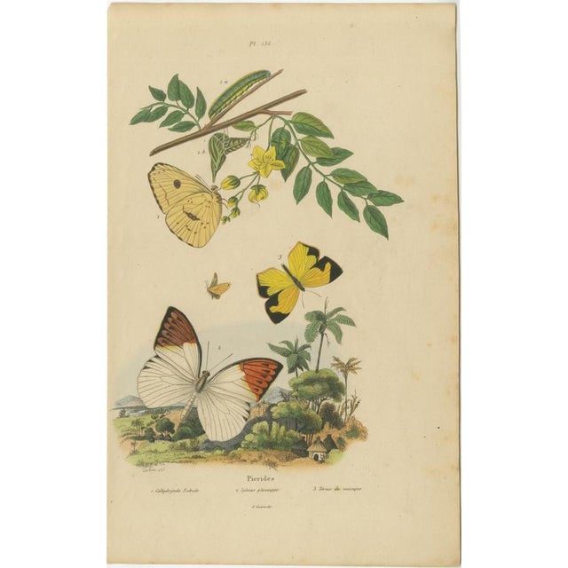 Guérin & Duméril, Butterfly and Moth, 1835, Engraving, Set of 2 For Sale - Image 3 of 10