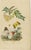 Guérin & Duméril, Butterfly and Moth, 1835, Engraving, Set of 2 For Sale - Image 3 of 10