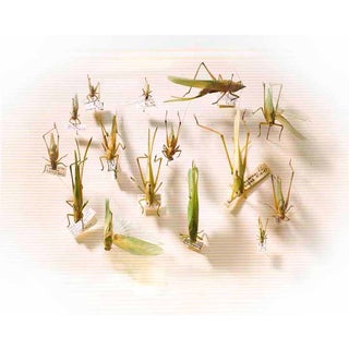 Grasshoppers Insect Print For Sale