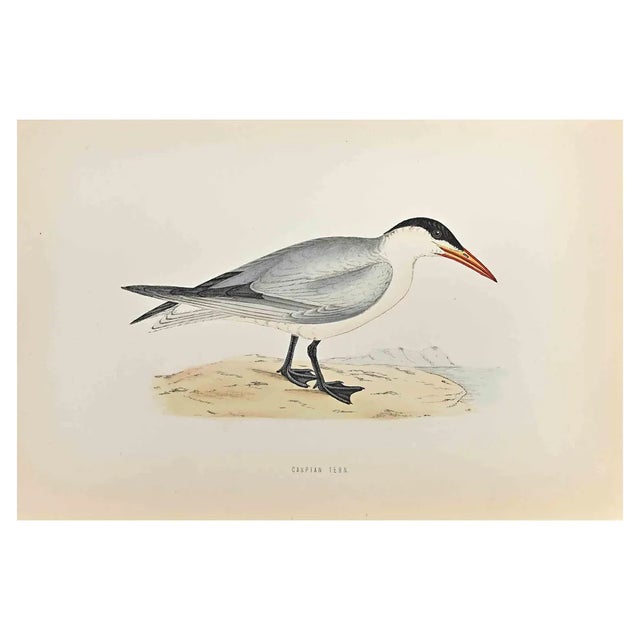 Alexander Francis Lydon, Caspian Tern, Woodcut Print, 1870 For Sale