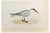 Alexander Francis Lydon, Caspian Tern, Woodcut Print, 1870 For Sale