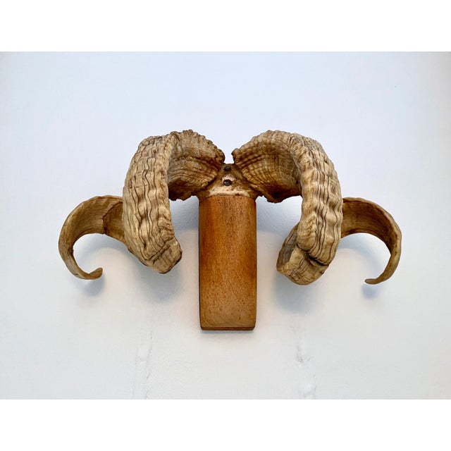 Bone Mid 20th Century Folk Art Ram's Horn Wall Mount For Sale - Image 7 of 13