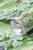 Green Golf Course Toile Grasscloth Wallpaper by House Party | 8 Yards For Sale - Image 8 of 10